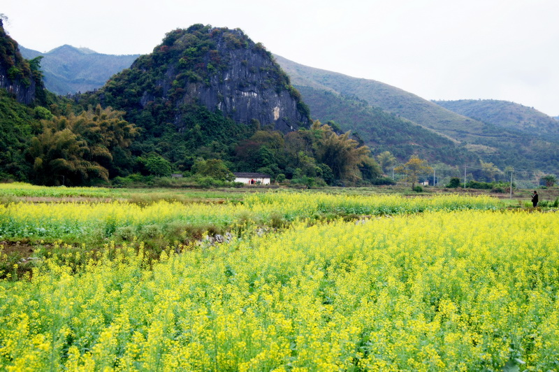 ?；蒉r(nóng)業(yè)觀光示范園04.jpg